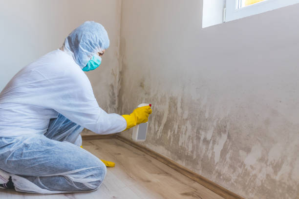 Commercial Mold Remediation assessment for commercial property in Holtsville