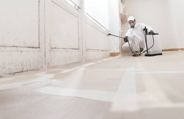 Black mold remediation team in Holtsville